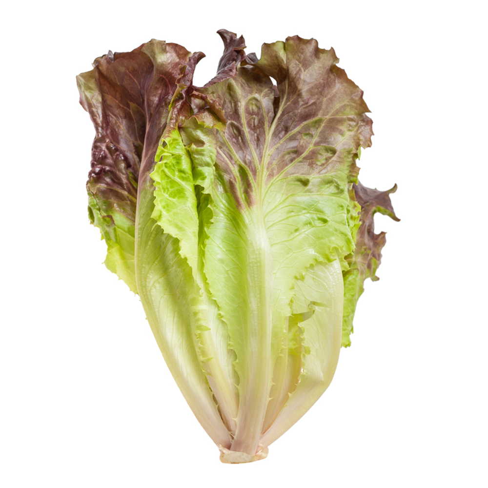 Red Leaf Lettuce