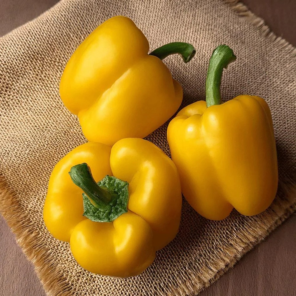 Capsicum (Yellow)