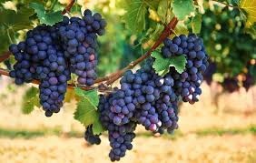 Grapes