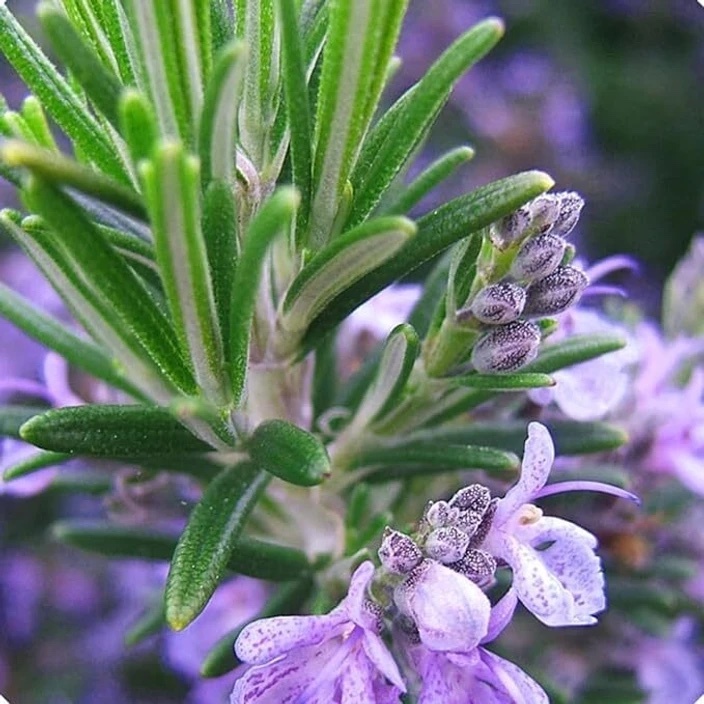 Rosemary