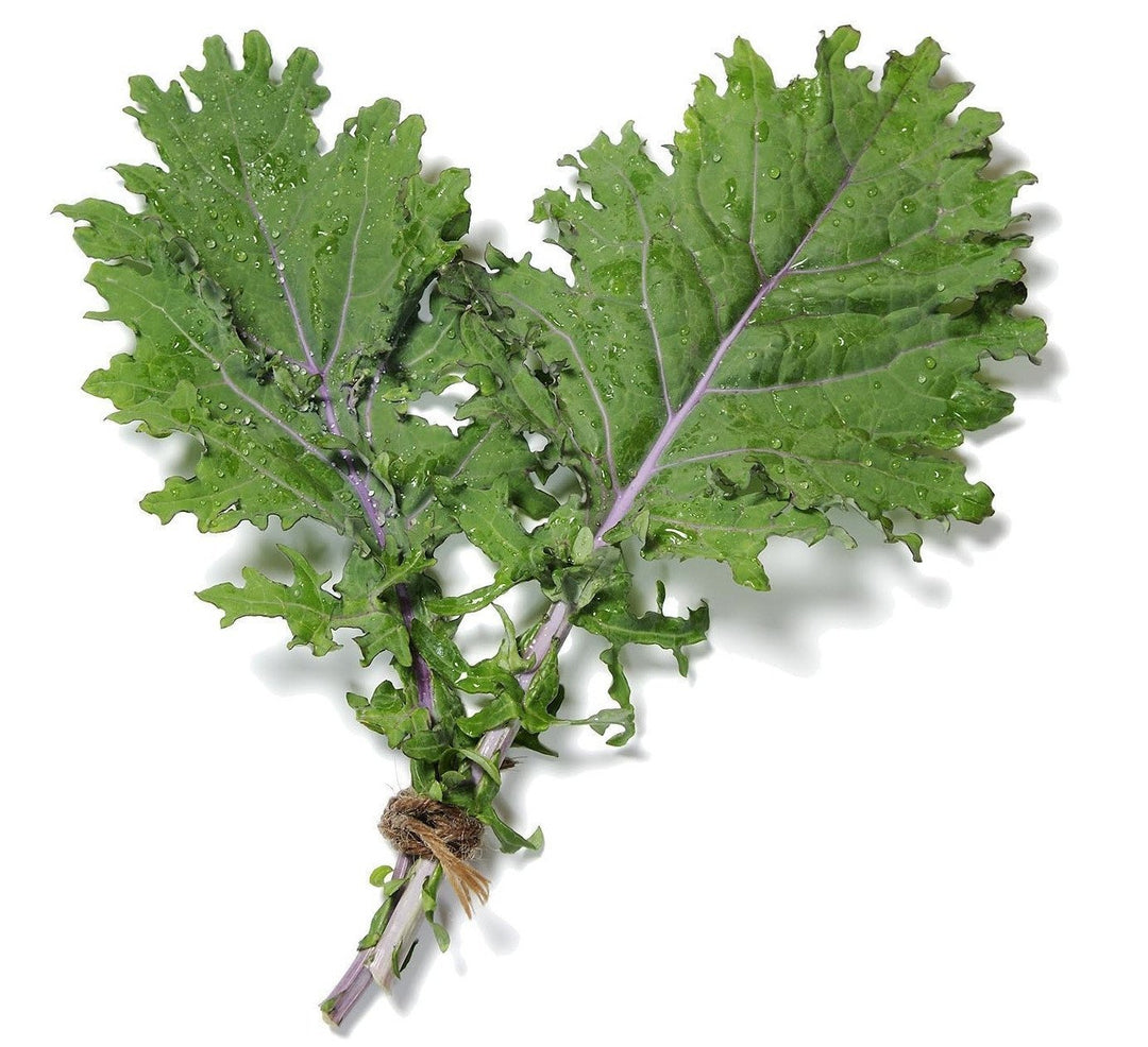 RUSSIAN KALE
