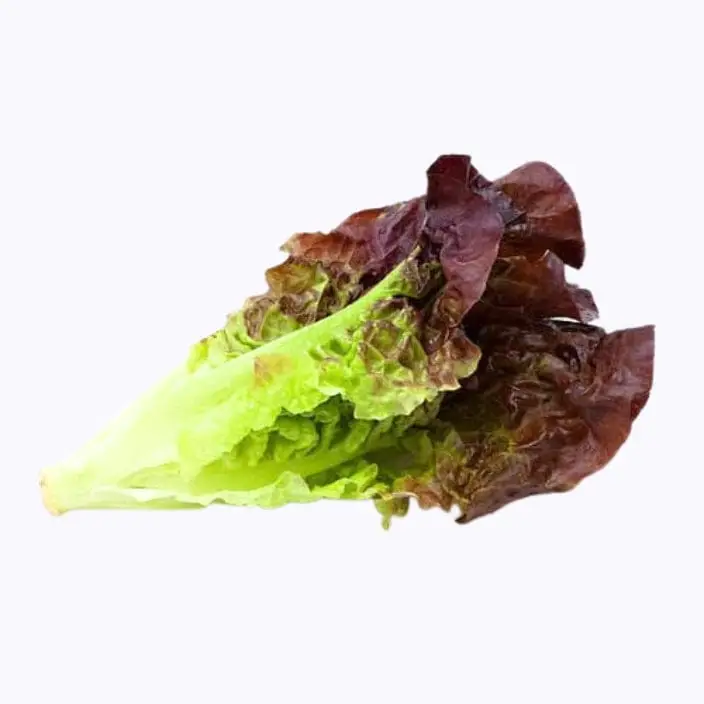 RED ROMAINE LETTUCE