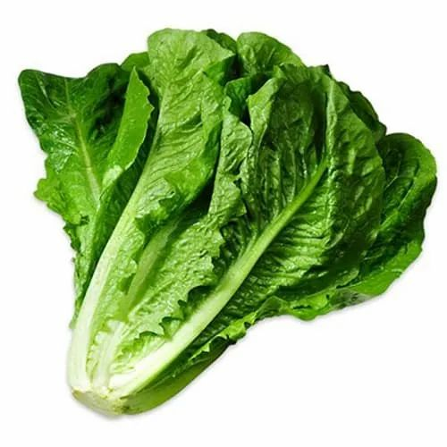GREEN LOLLO ROSSO LETTUCE