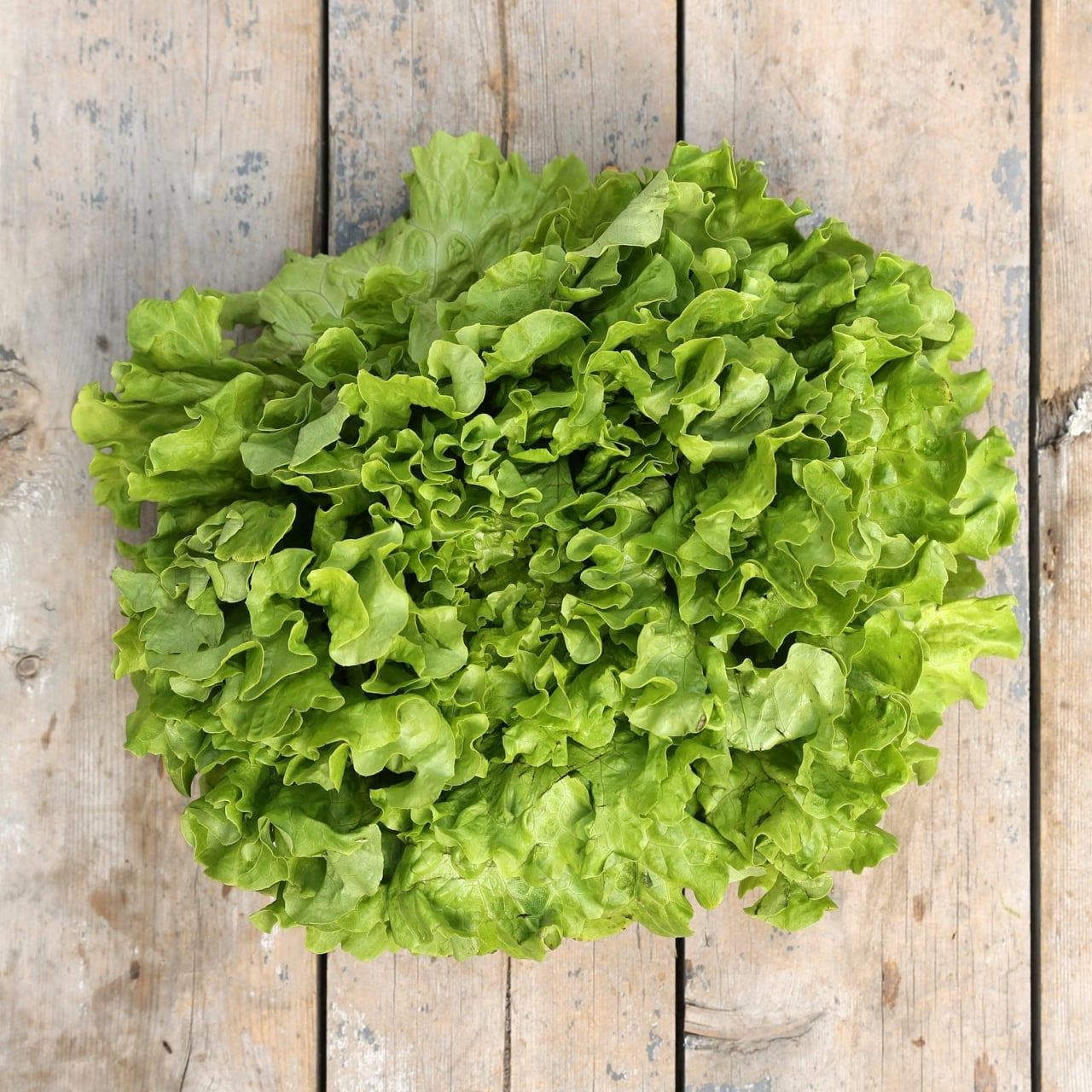 BATAVIA LETTUCE