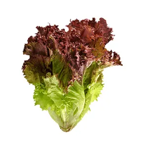 RED LOLLO ROSSO LETTUCE