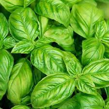 ITALIAN BASIL