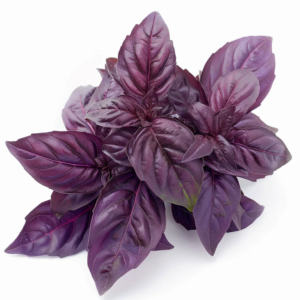 PURPLE BASIL