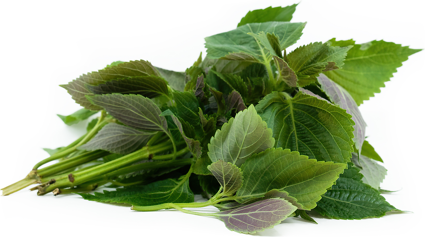 KOREAN PERILLA LEAVES