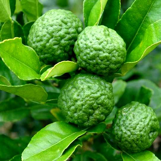 KAFFIR LIME