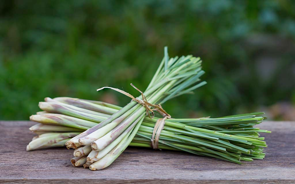 LEMONGRASS