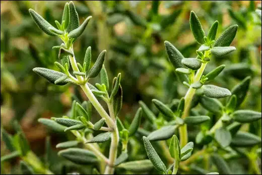 THYME
