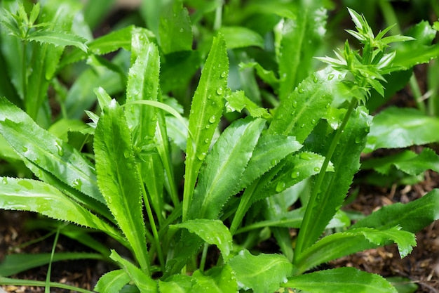 CULANTRO (AFRICAN CORIANDER)
