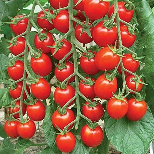 RED CHERRY TOMATO ROUND
