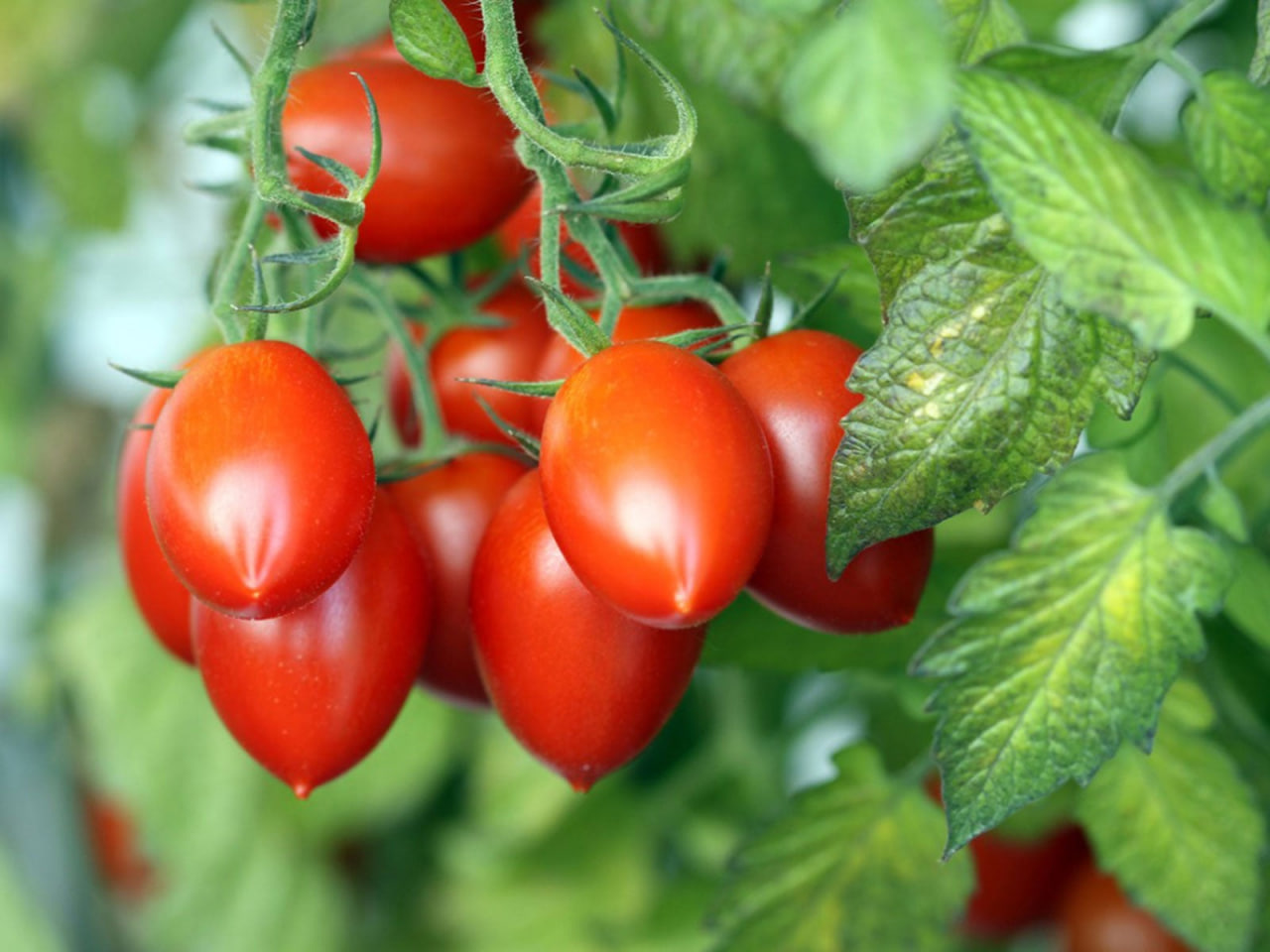 ROMA TOMATO