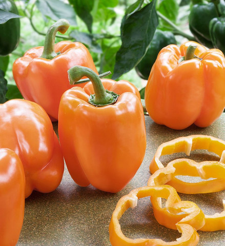 ORANGE CAPSICUM