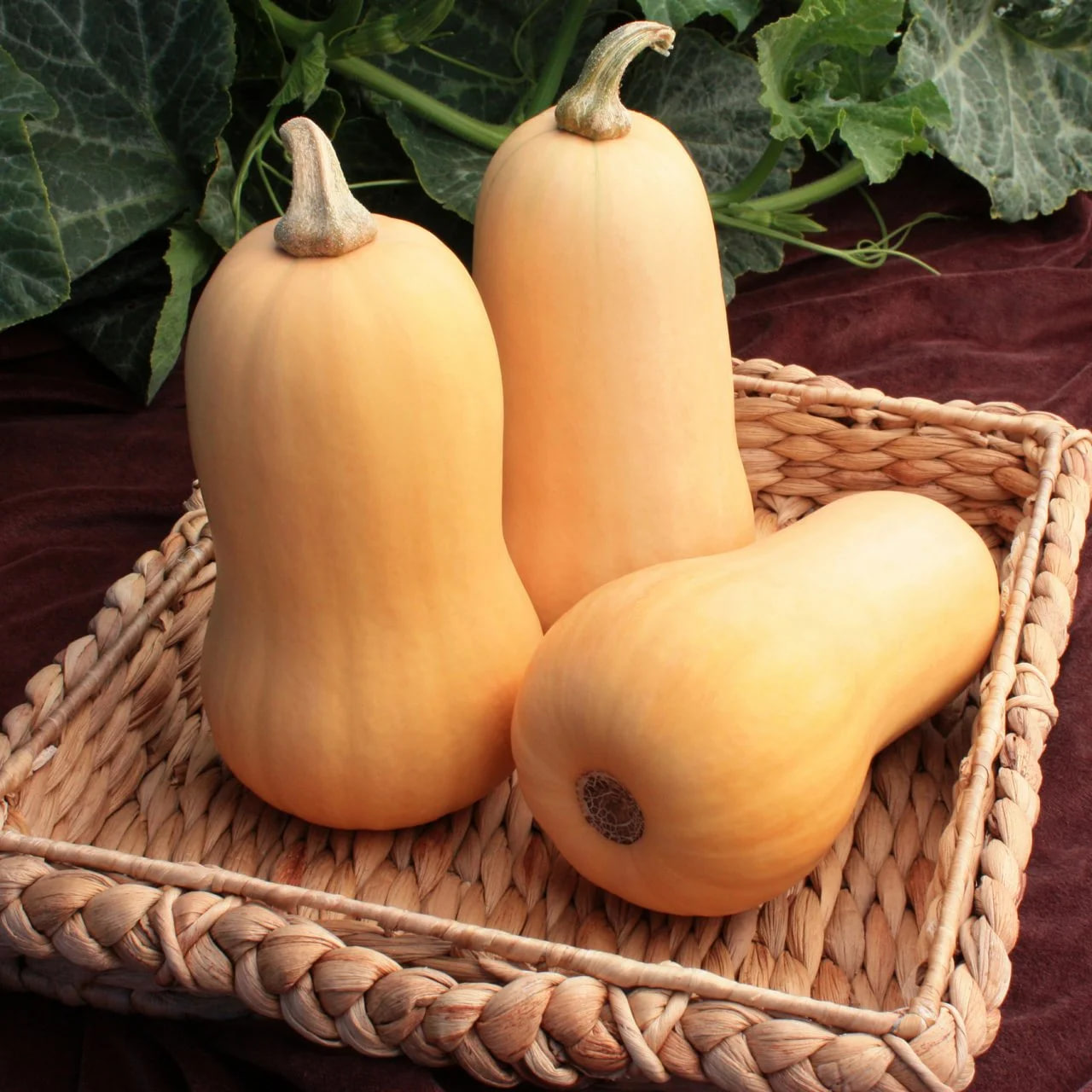 BUTTERNUT SQUASH