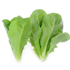 Green Romaine Lettuce