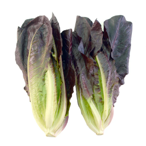 Red Romaine Lettuce