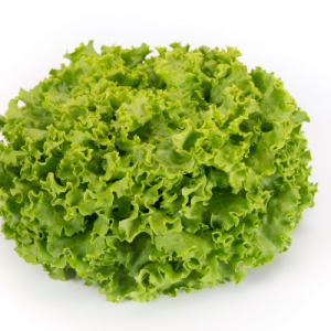 Batavia Lettuce