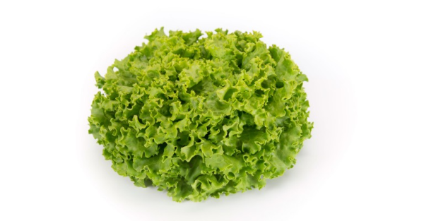 Batavia Lettuce