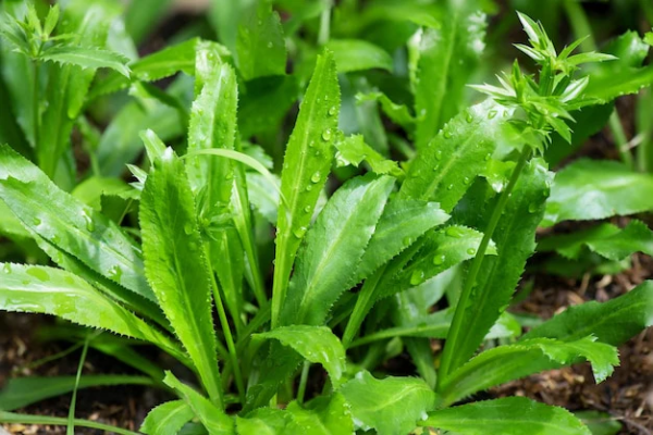 Culantro African Coriander