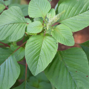 Green Amaranthus