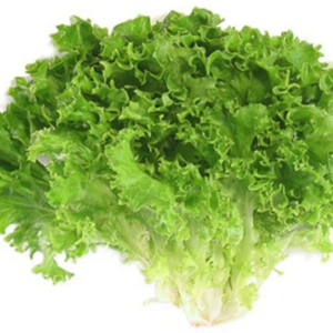 Green Lollo Rosso Lettuce