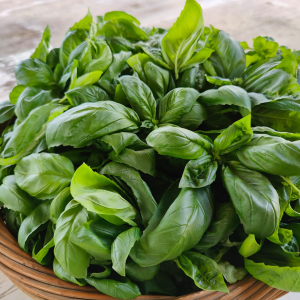 Italian Basil