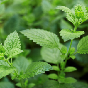 Lemon Balm