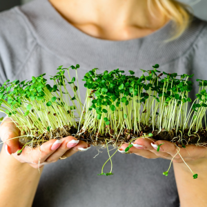 Microgreens