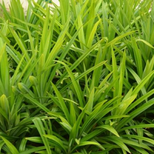 Pandan Leaves