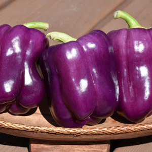 Purple Capsicum