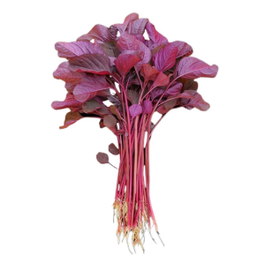 Red Amaranthus