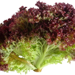 Red Lollo Rosso Lettuce