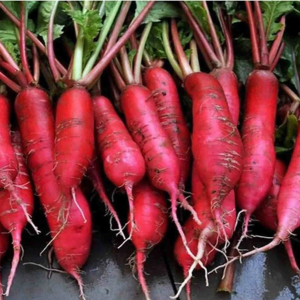 Red Radish