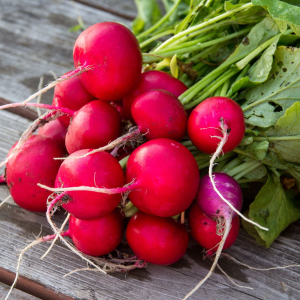 Table Radish