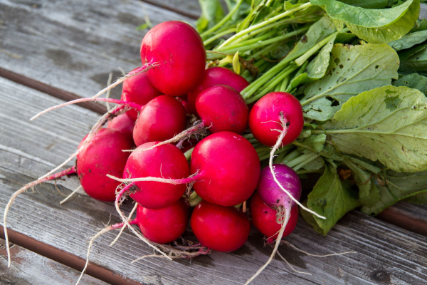Table Radish