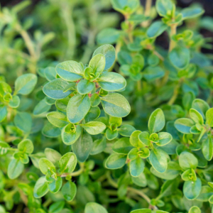 Thyme