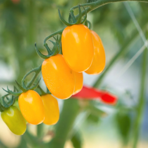 Yellow Cherry Tomato Oval