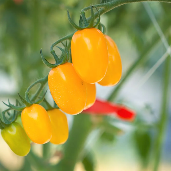 Yellow Cherry Tomato Oval