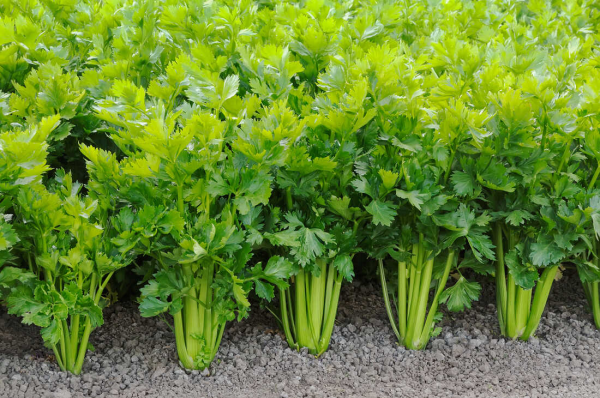 Celery