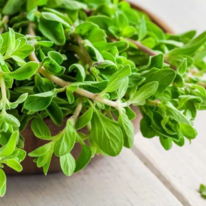 Marjoram